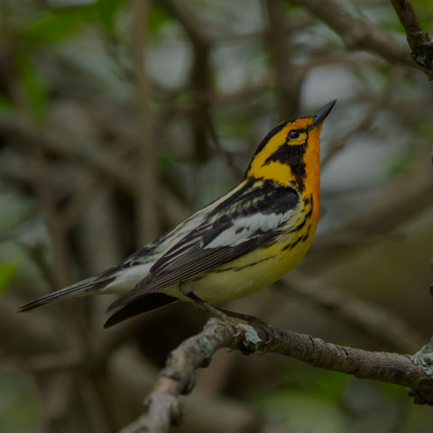 Blackburnian Warbler