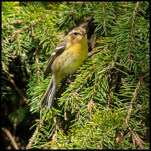 Blackburnian Warbler