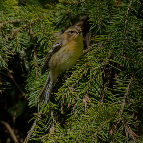 Blackburnian Warbler