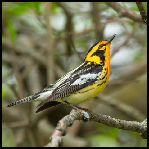 Blackburnian Warbler
