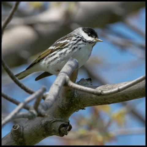 Blackpoll Warbler