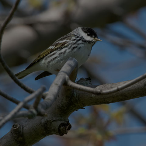 Blackpoll Warbler