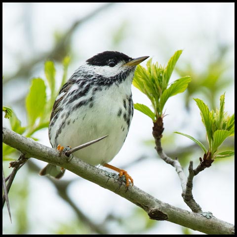 Blackpoll Warbler