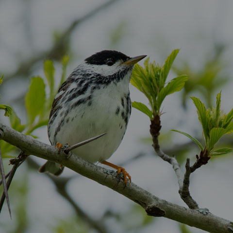 Blackpoll Warbler