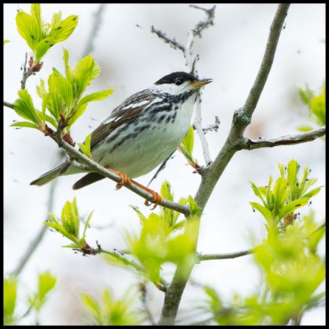 Blackpoll Warbler