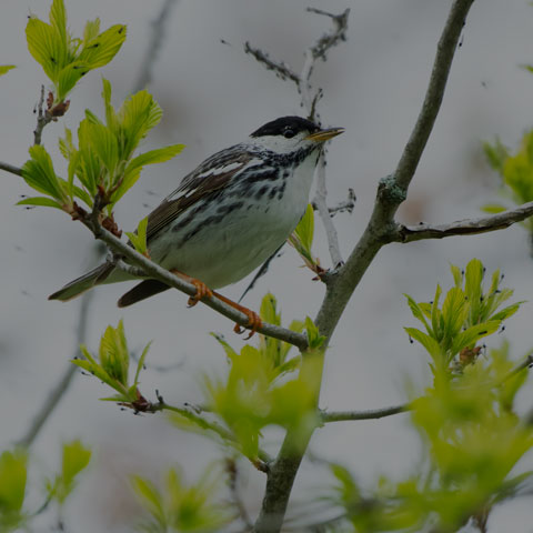 Blackpoll Warbler