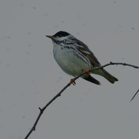 Blackpoll Warbler