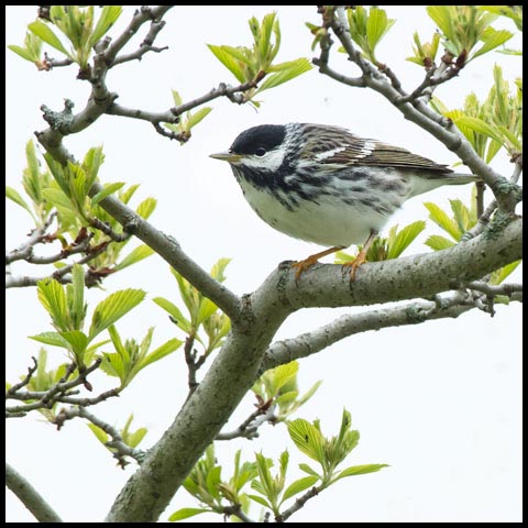 Blackpoll Warbler