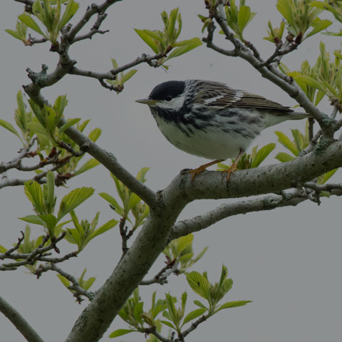 Blackpoll Warbler