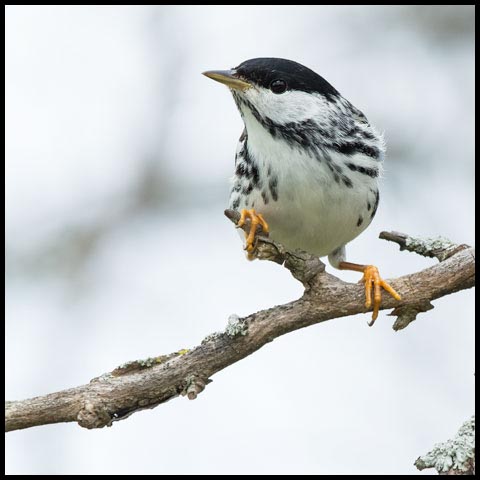 Blackpoll Warbler