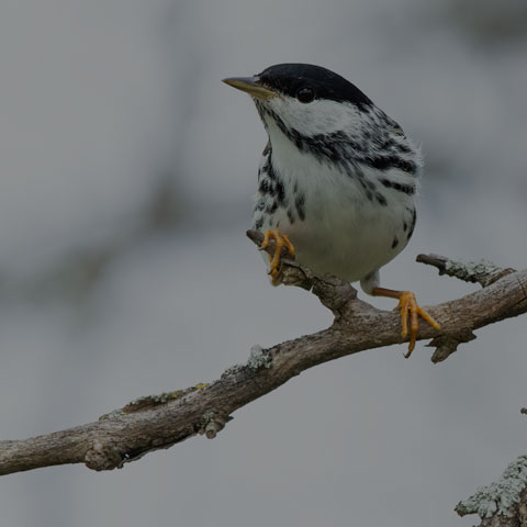 Blackpoll Warbler