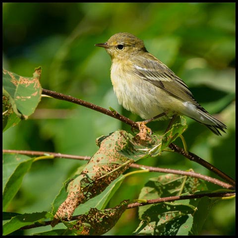 Blackpoll Warbler