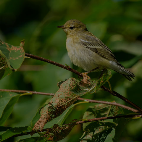 Blackpoll Warbler