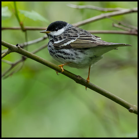 Blackpoll Warbler