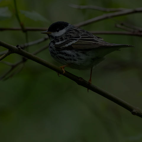 Blackpoll Warbler