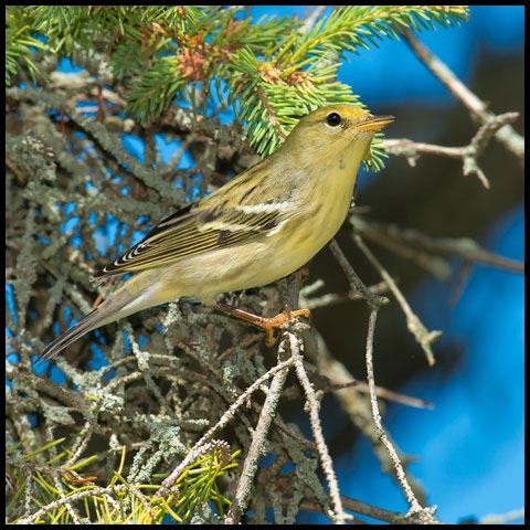 Blackpoll Warbler