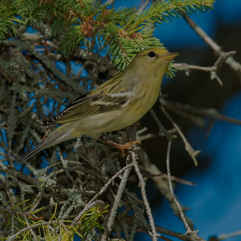 Blackpoll Warbler
