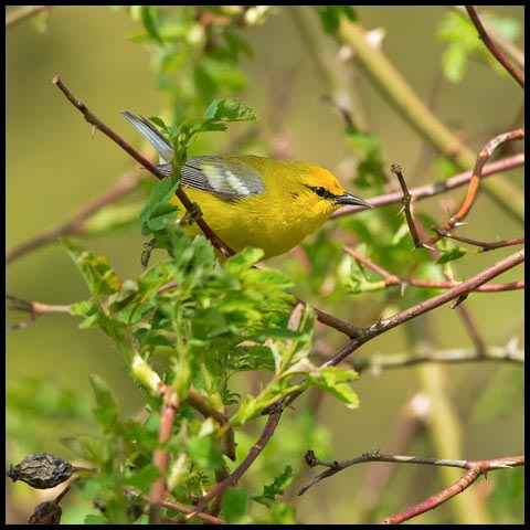 Blue-winged Warbler