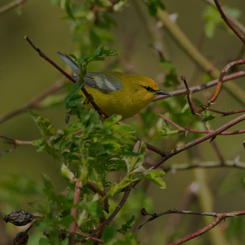 Blue-winged Warbler