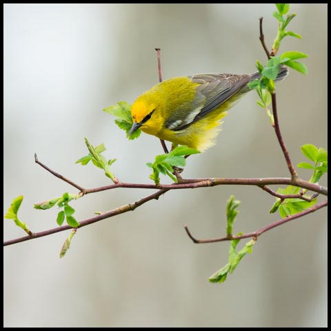Blue-winged Warbler