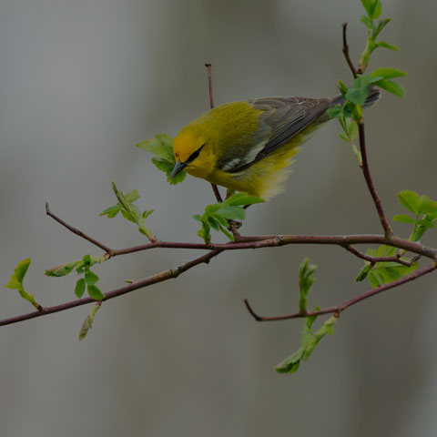 Blue-winged Warbler
