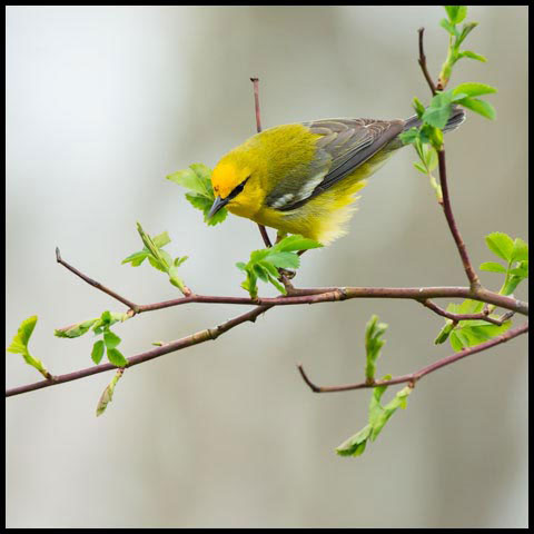 Blue-winged Warbler