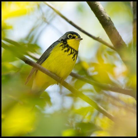 Canada Warbler