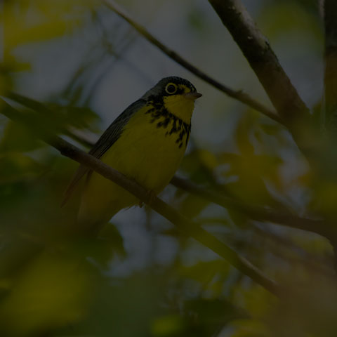 Canada Warbler
