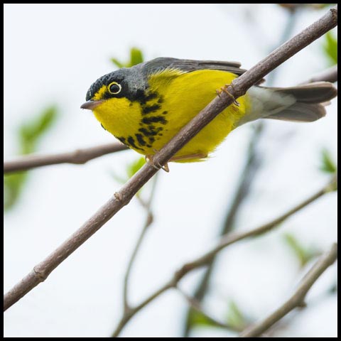 Canada Warbler
