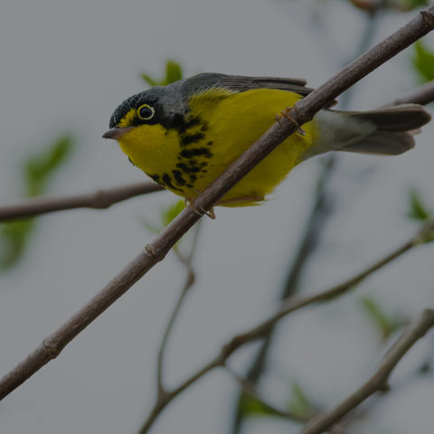 Canada Warbler