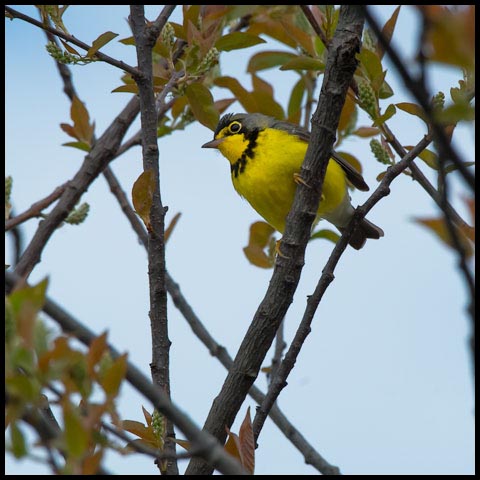 Canada Warbler