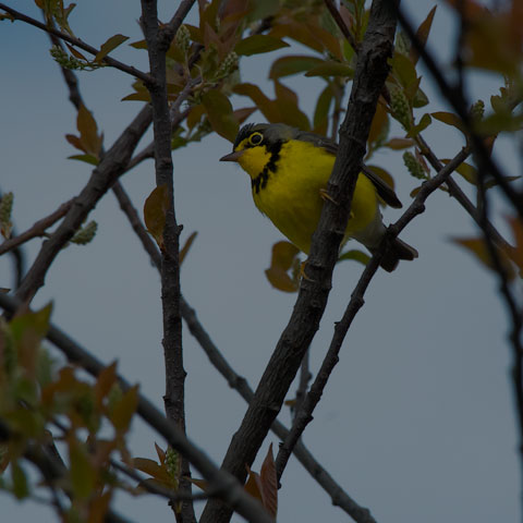 Canada Warbler