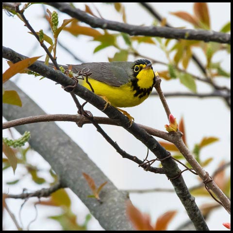 Canada Warbler