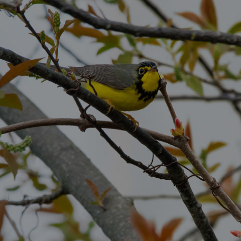 Canada Warbler