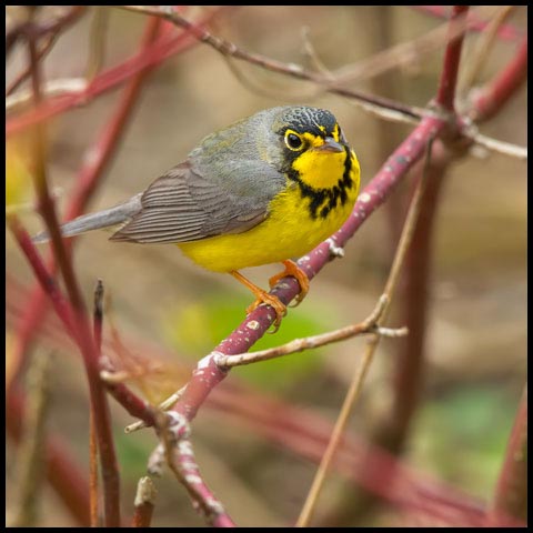 Canada Warbler