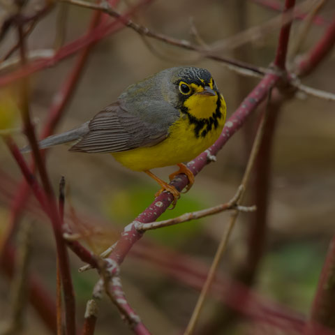 Canada Warbler