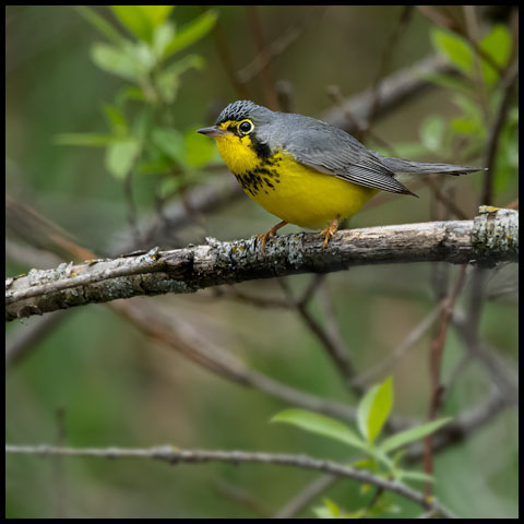 Canada Warbler