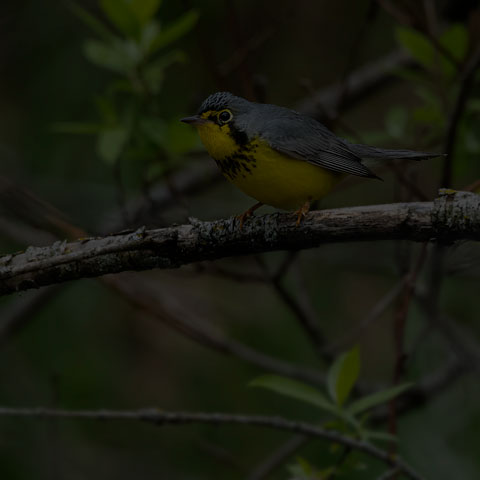 Canada Warbler