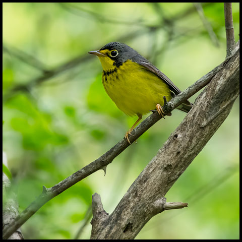 Canada Warbler