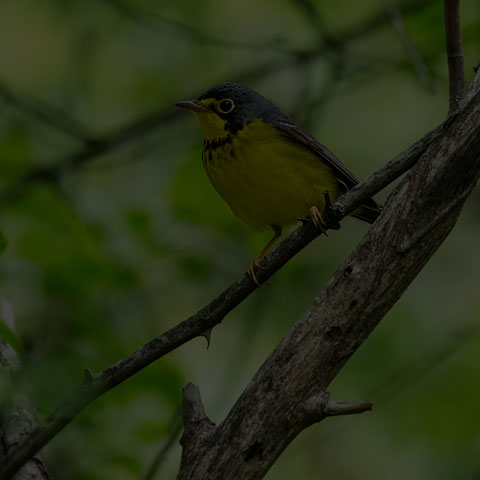 Canada Warbler