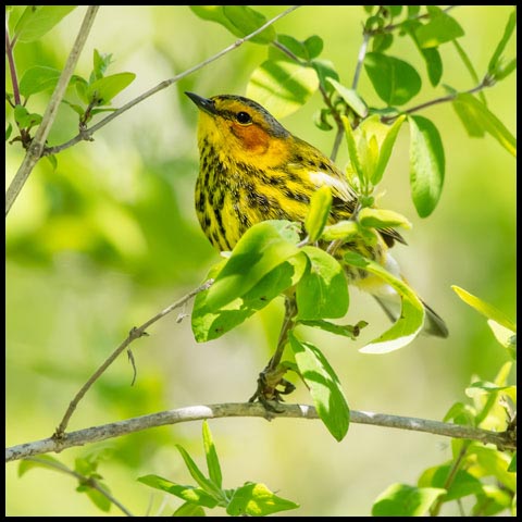 Cape May Warbler