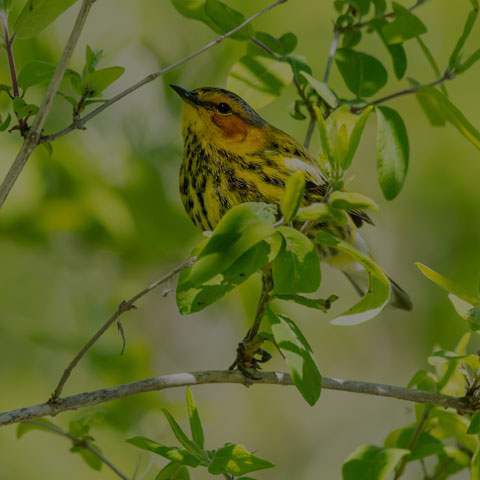 Cape May Warbler