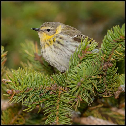 Cape May Warbler