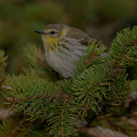 Cape May Warbler