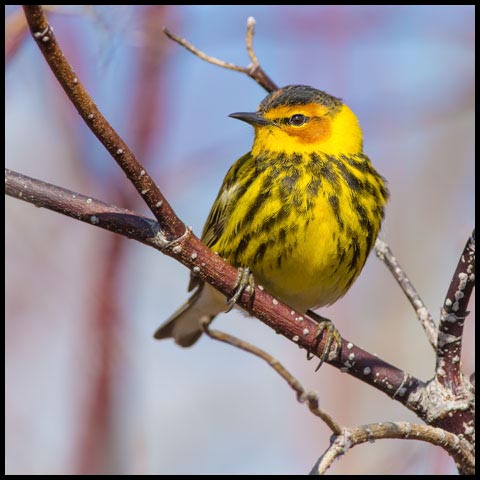 Cape May Warbler