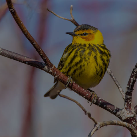 Cape May Warbler