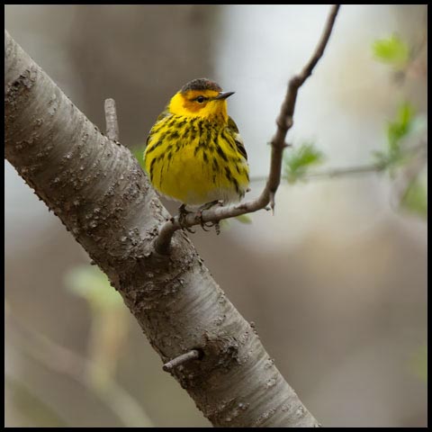 Cape May Warbler