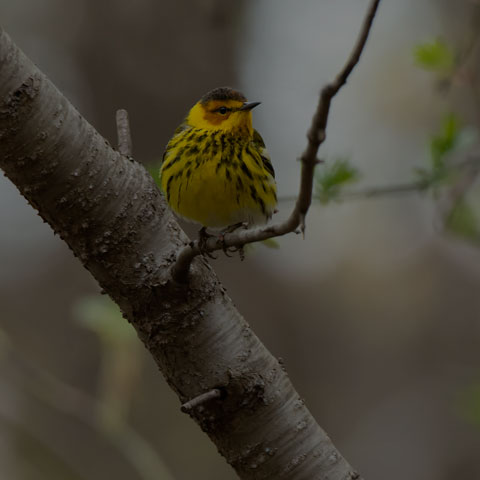 Cape May Warbler