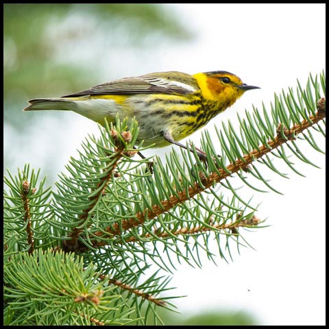 Cape May Warbler