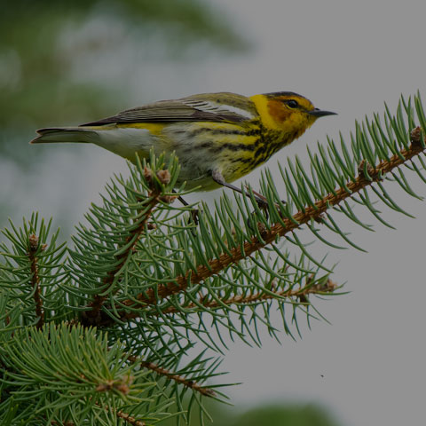 Cape May Warbler